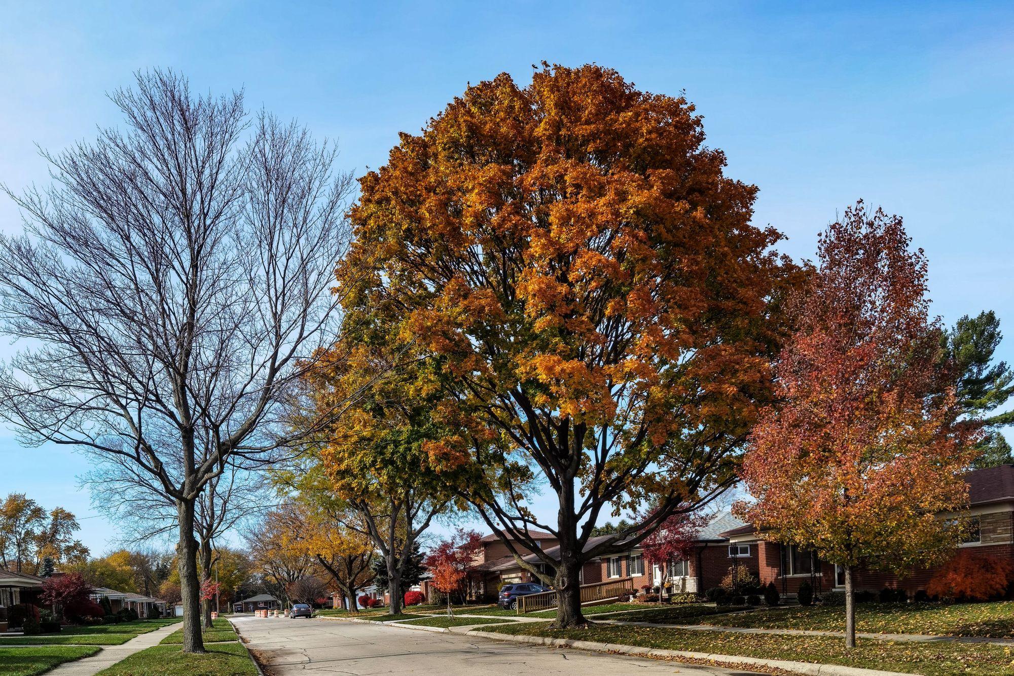 Quiet suburban street lined with autumn trees and brick ranch houses under a blue sky