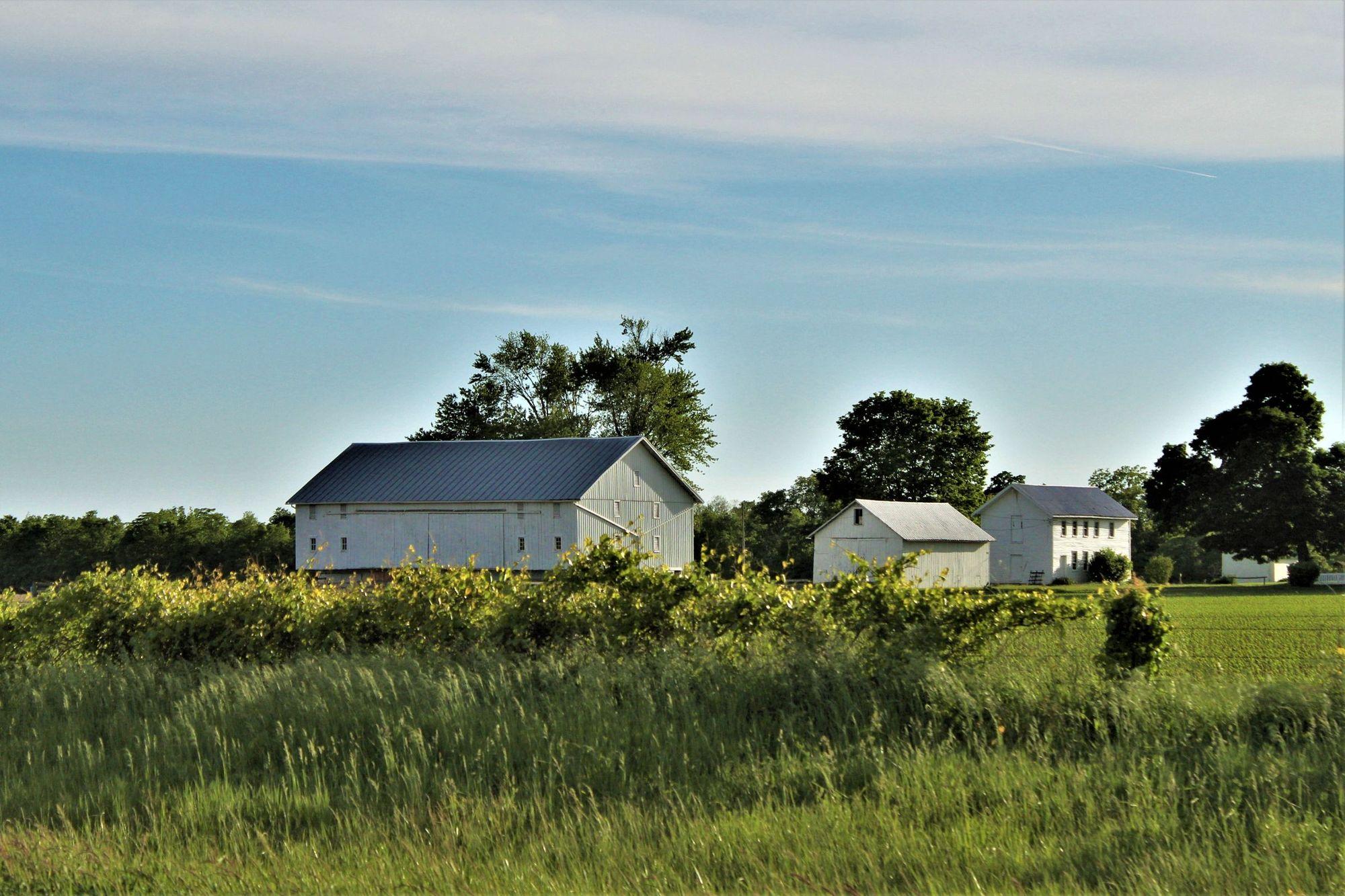White farmhouse, barn and shed beside green crop fields under a blue sky in rural Ohio